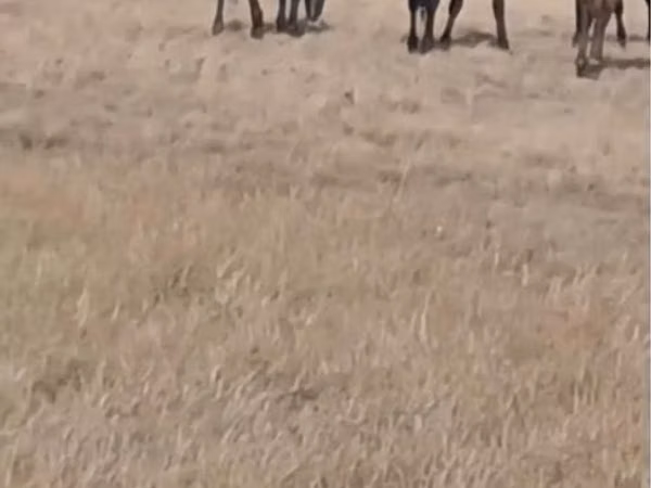 حصان, Kazakh horse