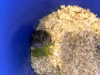 Cüce hamster və tam dəst aksesuarlar Qefes ile biryerde satılır 2-3 — الصورة 2