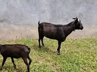 Koza, Murcia-Granada goats — zdjęcie 7