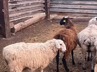 Qoʻchqor, Kazakh fat-tailed coarsewool sheep — 3-rasm