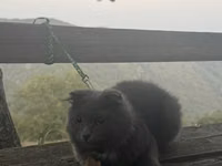 Pişik satilir! - Məhsul: Pişik üçün yüngül, tənzimlənən qoşqu və kəmər — foto 1