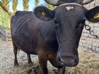 İnek, Swiss cattle — foto 3