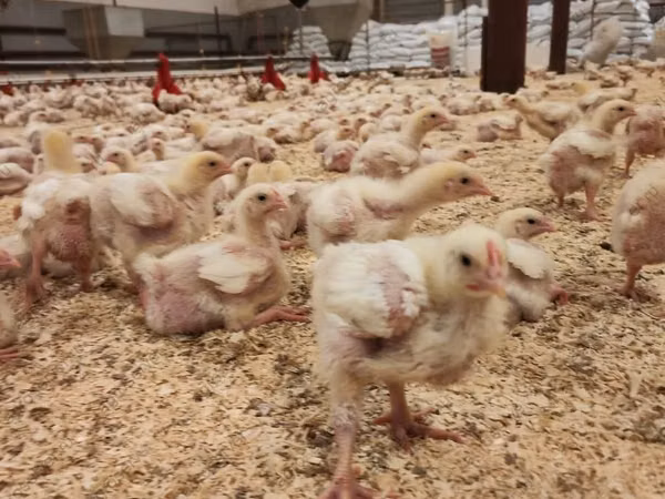Chickens — ரஷ்யா