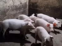 Locha, Świnie — zdjęcie 2