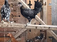 Turkeys — foto 2
