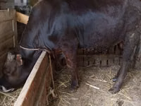 公牛, Aberdeen-Angus — 照片 1