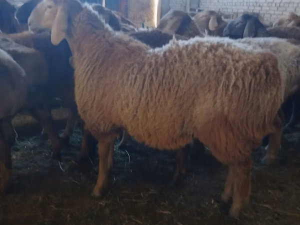 Carneiro, Arashan sheep