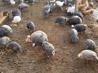 Guinea fowl — الصورة 3