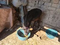İnek, Sığır — foto 2