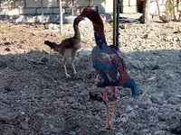 Chickens — zdjęcie 3