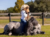Айғыр, Percheron — 7-сурет