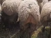 Moutons (lot, sexe non indiqué), Moutons — photo 3