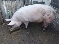 Sow, Pigs — photo 1