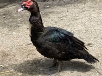 Ducks — 1-rasm