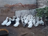 German Pekin — photo 2