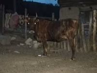 Byk, Bydło — zdjęcie 1