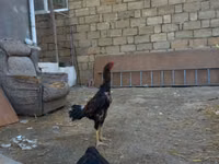 Chickens — foto 2