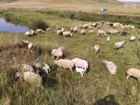 雌羊, Balbas sheep — 写真 1