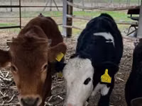 Bovins (lot, sexe non indiqué), Vache limousine — photo 2