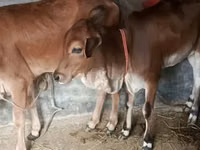 Sigir, Brahman — 2-rasm
