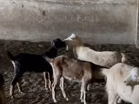 Cabras (lote, sexo no especificado), Nubian Goat — foto 4