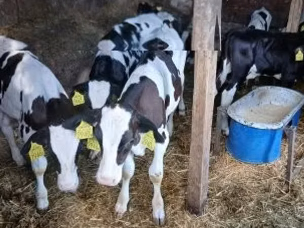 雄牛, Russian Black pied cattle