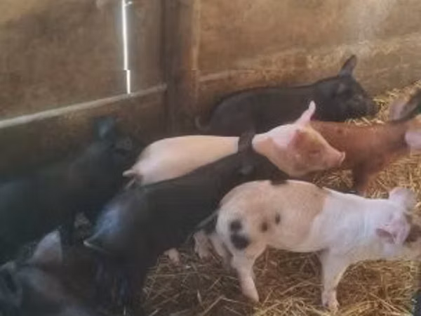 Porcs (lot, sexe non indiqué), 