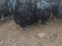 Australorp — Foto 3