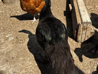 Ducks — foto 3
