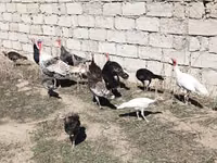 Turkeys — 1-rasm