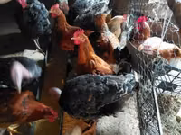 Chickens — zdjęcie 1