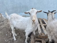 Dişi keçi, Saanen goat — foto 4