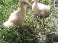 Geese — புகைப்படம் 1