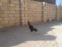Chickens — الصورة 1