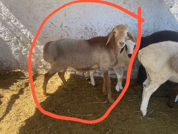 ვერძი, ცხვრები