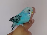 Məhsul: Dalmatin naxışlı mavi-bulat rəngli dalğa papuqayı (budgerigar) — foto 2
