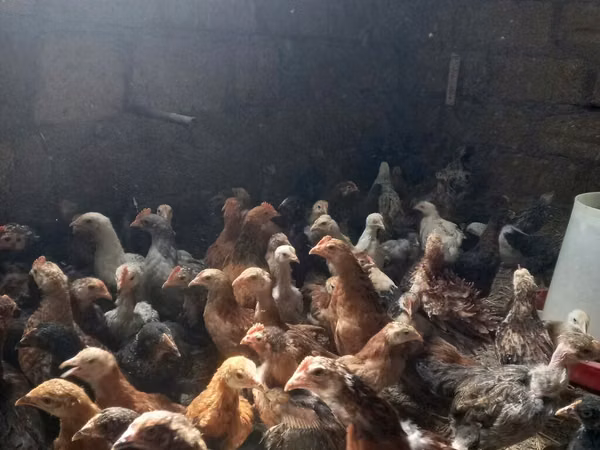 Chickens