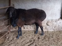 Ram, Sheep — photo 4