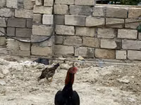 Chickens — zdjęcie 2