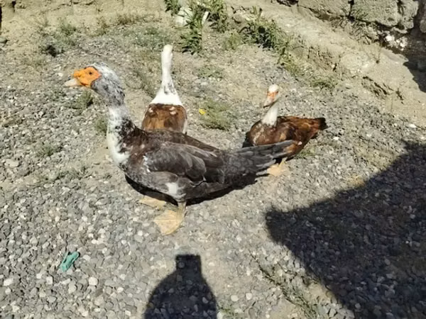 Ducks — Ozarbayjon