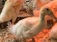 Pekin Alemão — foto 2