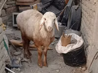 ஆண் ஆடு, Edilbay sheep — புகைப்படம் 5