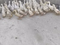 Ducks — foto 1