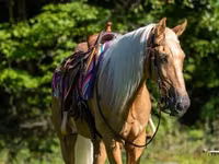 Cavalo, Palomino — foto 5