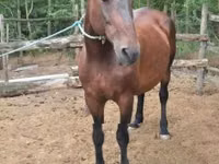 母马, Hungarian horse breed — 照片 2
