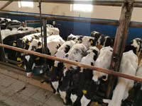 Bydło (partia, płeć nieokreślona), Simmental cattle — zdjęcie 2