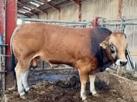Бұқа, Partenaise cattle — 5-сурет