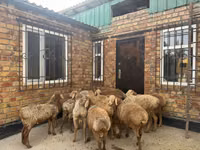 Baran, Rhon sheep — zdjęcie 1