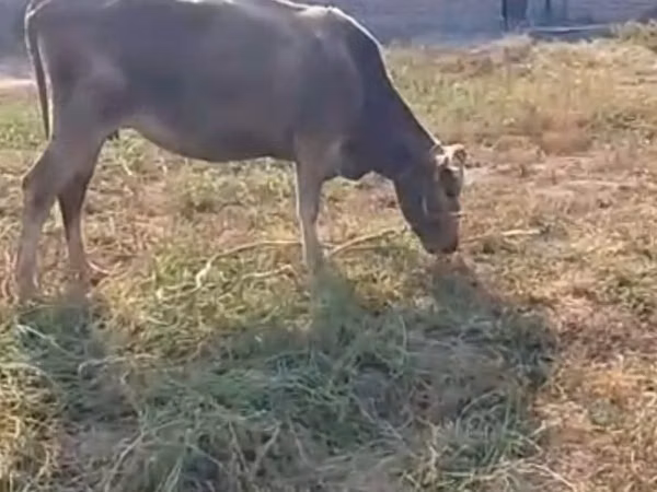 母牛, Latvian Blue cattle