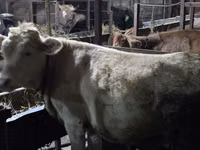 பசு, Simmental cattle — புகைப்படம் 1